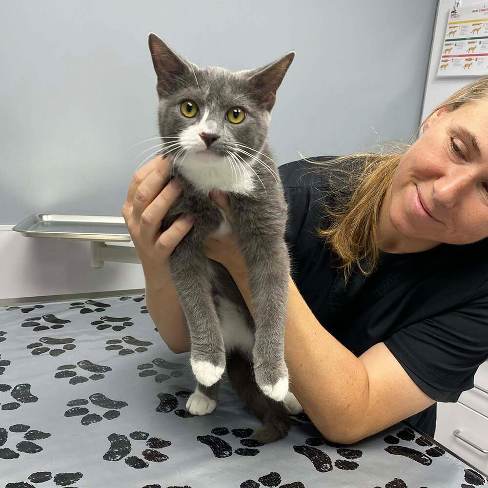 A Calmer Approach to Veterinary Care