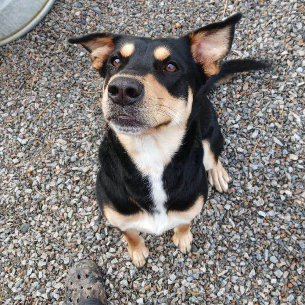 Dog looking up at camera smiling while outside playing.