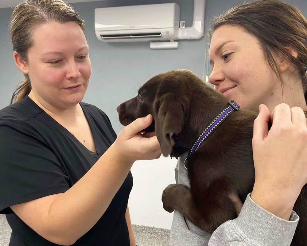 young-girl-wearing-bunny-ears-plays-tug-with-dog-on-sofa-1200x900-2 veterinary team petting a young chocolate lab