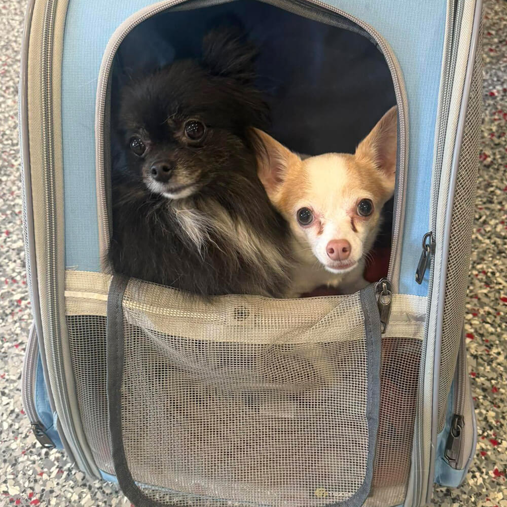 Two cute happy dogs in a pet carrying backpack