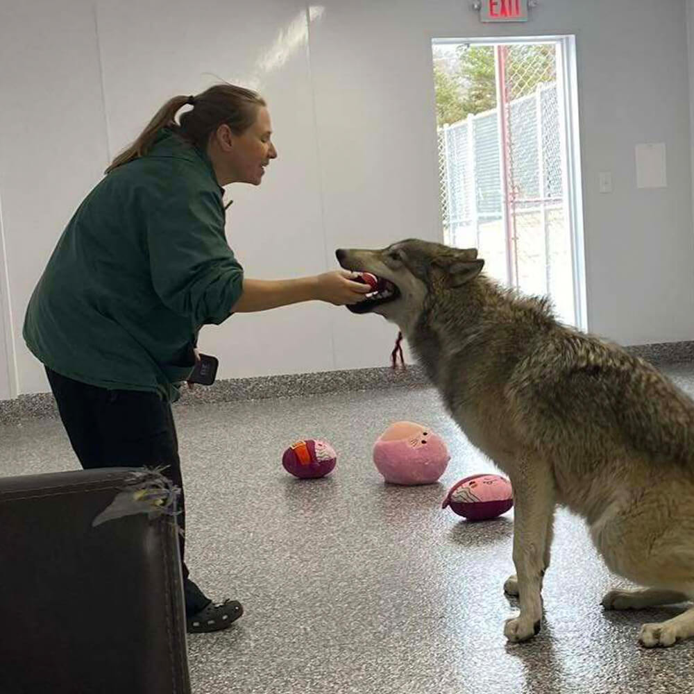 woman playing with a large wolf dog