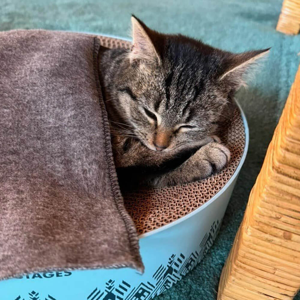 young-boy-with-his-dog-on-mountaintop-800px-sq-1 Cute kitten laying in a cat bed curled up under a blanket