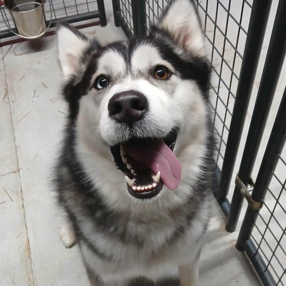 husky dog sitting in a kennel area with its tongue out