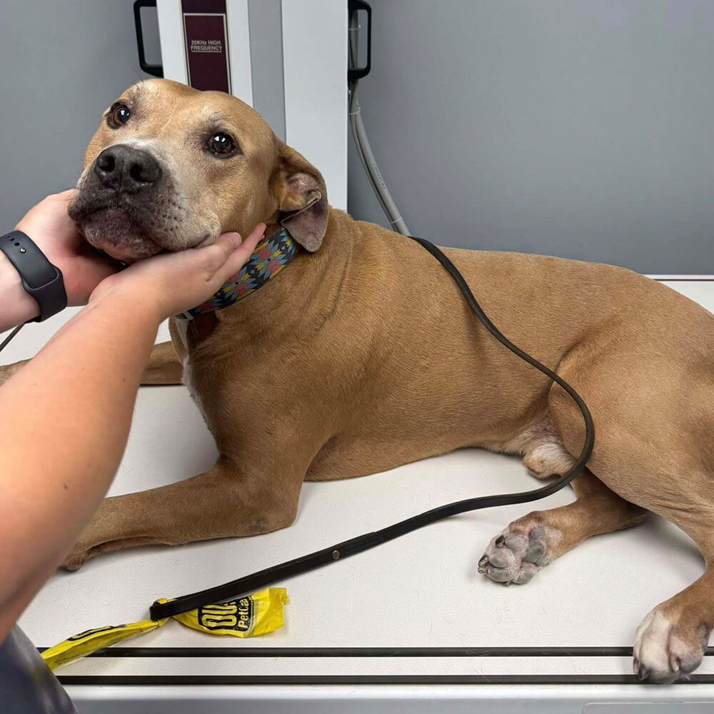 dog laying on an x-ray table