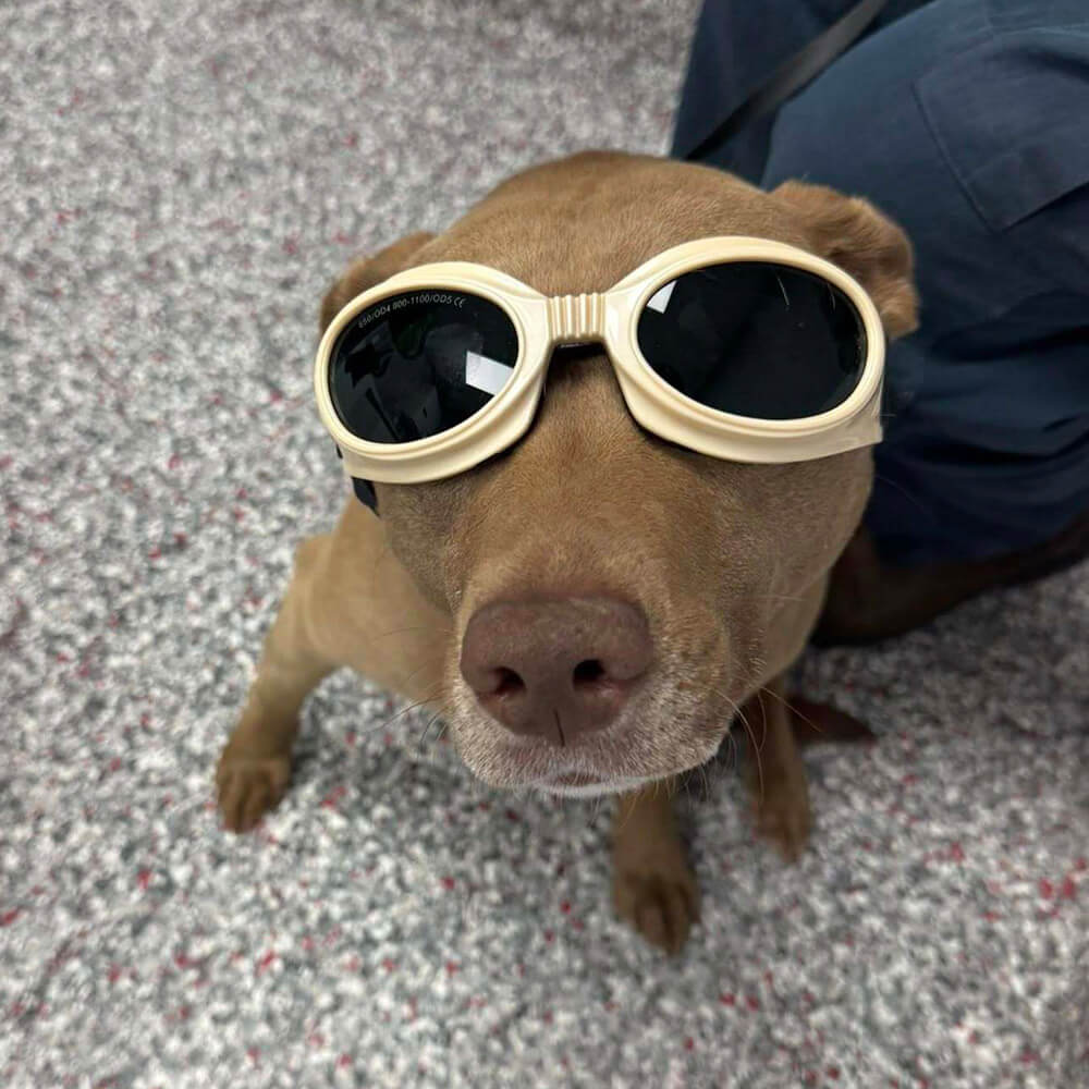 dog wearing goggles for laser therapy treatment at the vet