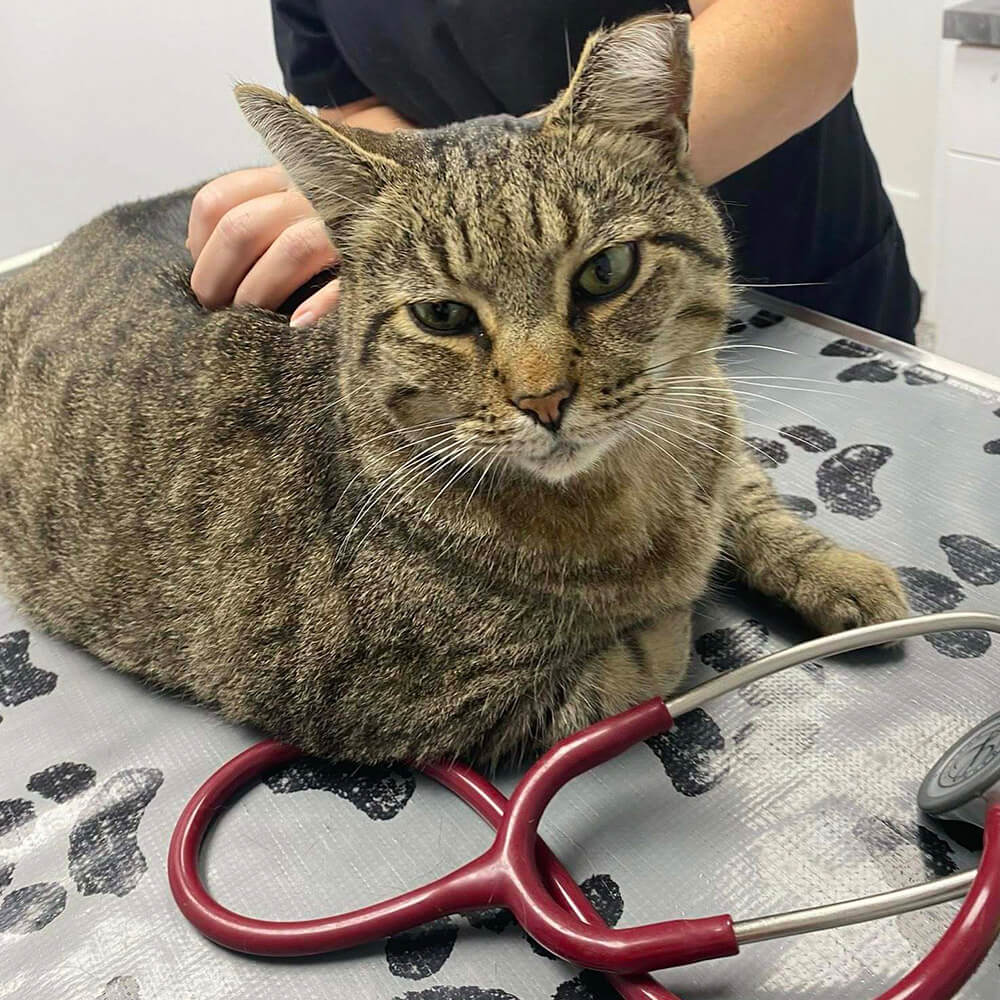 young-boy-with-his-dog-on-mountaintop-800px-sq-1 veterinary team examining a tabby cat