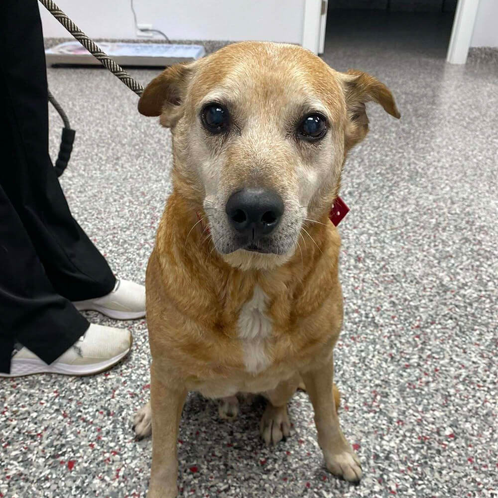 young-boy-with-his-dog-on-mountaintop-800px-sq-1 senior dog sitting in an exam room at the vet