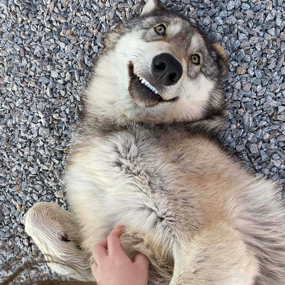 person petting a wolf dog