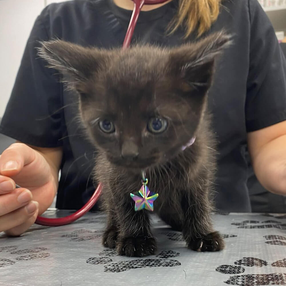 Cute kitten being examined during a vet appointment