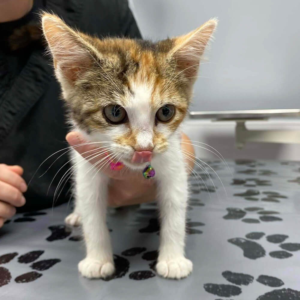 person holding a small kitten