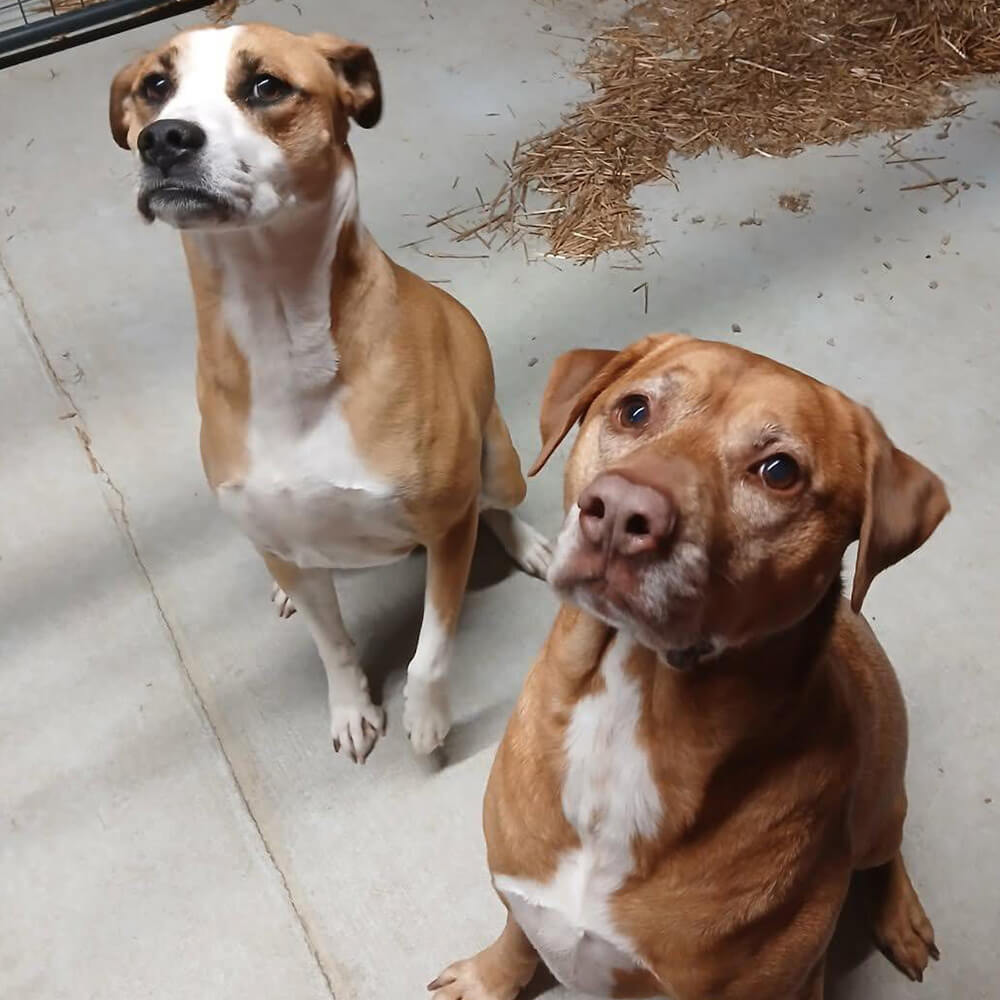 young-boy-with-his-dog-on-mountaintop-800px-sq-1 Two dogs sitting next to each other looking up at the camera