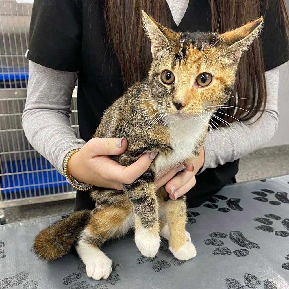veterinary team member holding a calico cat